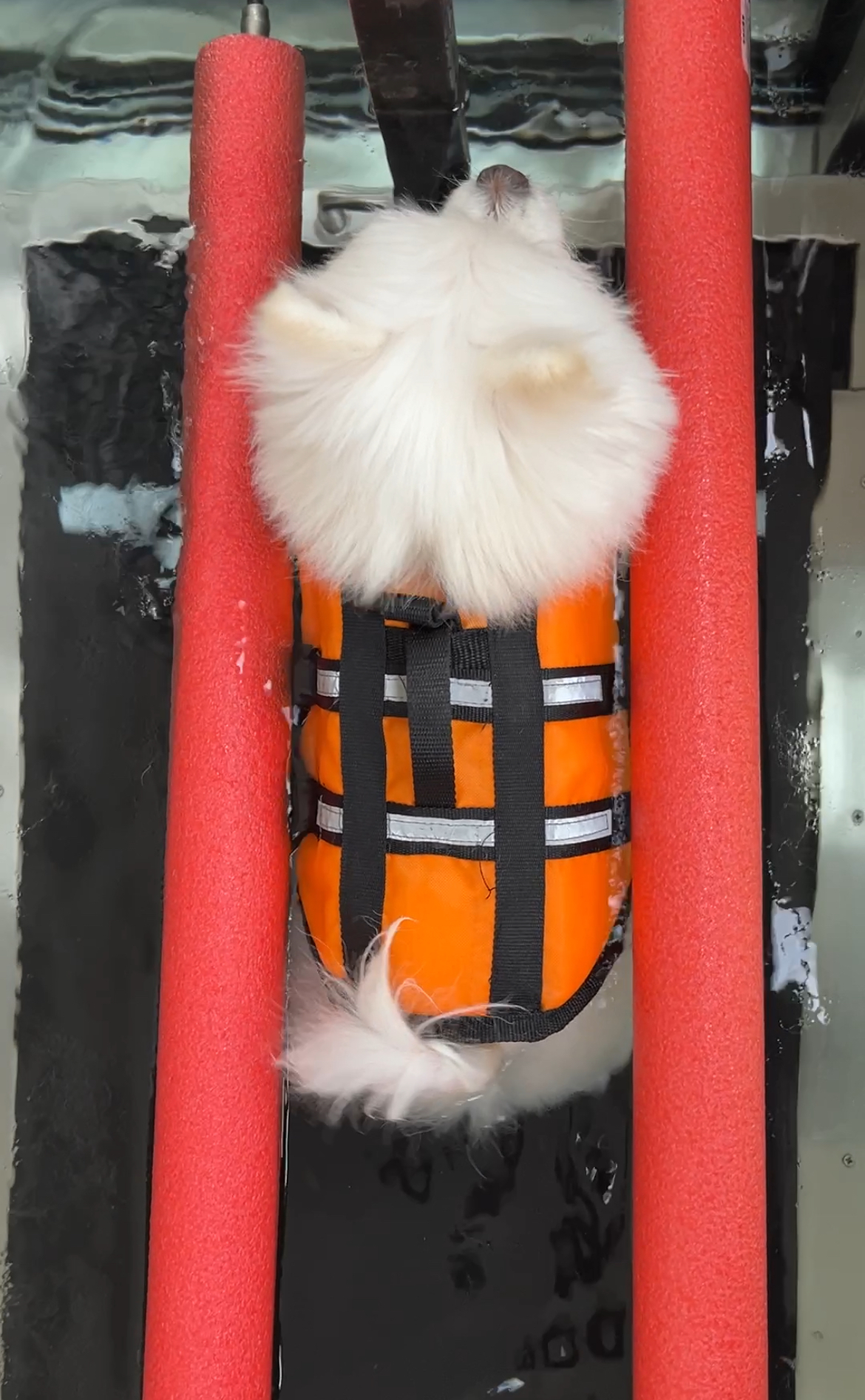 一張含有 柳橙, 狗, 室內, 紅色 的圖片AI 產生的內容可能不正確。