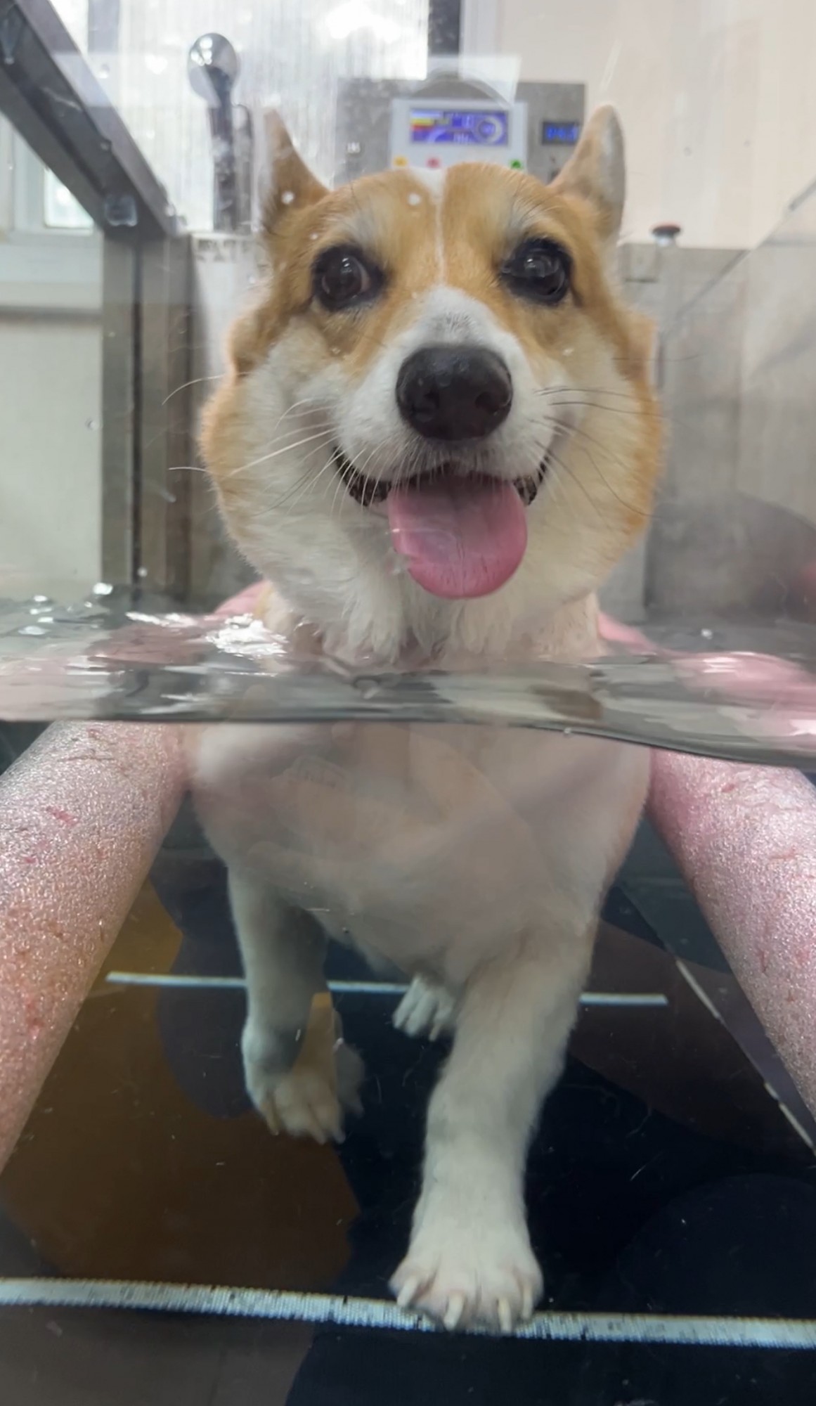 一張含有 寵物, 哺乳動物, 狗飼養, 狗 的圖片AI 產生的內容可能不正確。