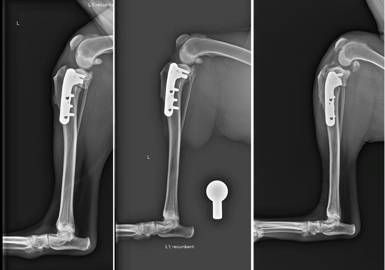 一張含有 X 光影像, 醫學影像, 醫療, 放射學 的圖片AI 產生的內容可能不正確。